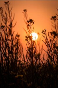 overlijden in het buitenland zon